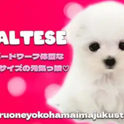 【 マルチーズ 】目ヂカラ最強のドワーフ体型が愛らしいマイペースな女の子！