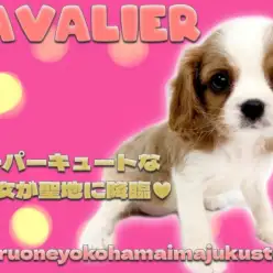 【 キャバリア 】王道ブレンハイムの目ヂカラ最強な究極の美少女が聖地に降臨！