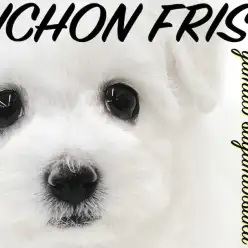 【 ビションフリーゼ 】漆黒の大きな瞳が特徴！抜け毛が少なく飼いやすいアフロ犬！