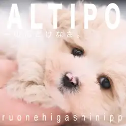 【 マルプー 】お鼻がチャームポイントなのんびりバニラカラーの男の子！