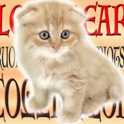 【 スコティッシュフォールド 】ゴロンとリラックスする姿が愛らしい垂れ耳の子猫