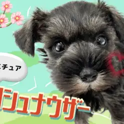 【 ミニチュアシュナウザー 】根強い人気と圧倒的可愛さを兼ね揃えるシュナちゃん!