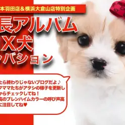 【 キャバション 】圧倒的な人気を誇る！キャバションちゃんの可愛い成長日記