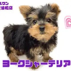 【 ヨークシャーテリア 】抜け毛少なめの童顔フェイスが愛らしいヨーキーの女の子！