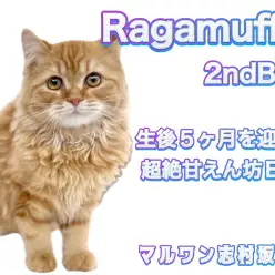 【 ラガマフィン 】お留守番もOK！生後5ヶ月の超フレンドリーな温厚BOY！