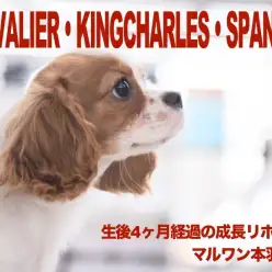 【 キャバリア 】生後4ヶ月を経過したマルワン本羽田店のブレンハイム。