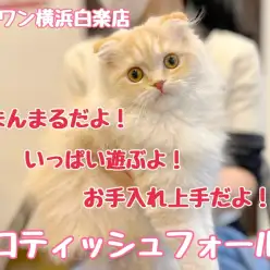 【 スコティッシュフォールド 】元気いっぱい遊ぶよ！折れ耳スコちゃん成長記録