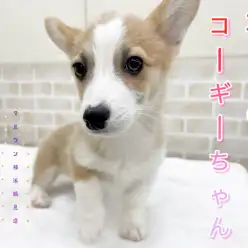 【 ウェルシュコーギーペンブローク 】本日のコーギーちゃん！シャンプーしたよ！