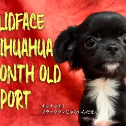 【 チワワ 】ソリッドフェイスが美しい！5ヶ月を迎えたチワワちゃんに密着！