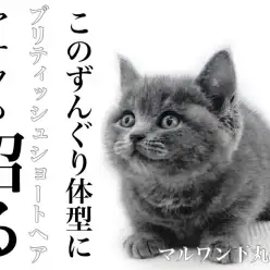 【 ブリティッシュショートヘア 】密に生えた豊富な被毛で、丸みを極めた沼る猫。