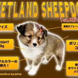 【 シェルティ 】ゴージャス&エレガント!美しくも穏やかな名犬登場!