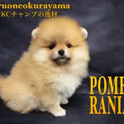 【 ポメラニアン 】爆毛！鮮やかオレンジ！良遺伝子！スーパーポメ登場！！
