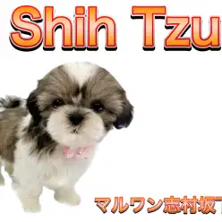 【 シーズー 】最高級の癒しをお届けします！シーズーの女の子をご紹介