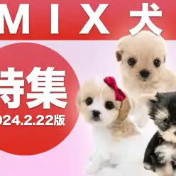 【 MIX犬特集 】2/22現在在店中の個性豊かな唯一無二のMIXちゃんをご紹介