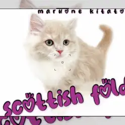 【 スコティッシュフォールド 】エレガントさとフレンドリーさを兼ね備えた最強にゃんこ