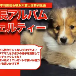 【 シェル子ちゃんの成長アルバム 】凛々しさと美しいお顔立ちのシェルティの成長記！