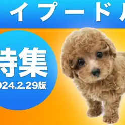 【 トイプードル特集 】2/29現在在店中の不動の人気を誇るトイプードルちゃん！