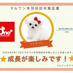 【 卒業記念 】マルプーちゃん卒業おめでとう！スタッフママよりお祝いの言葉〜卒業ブログ〜