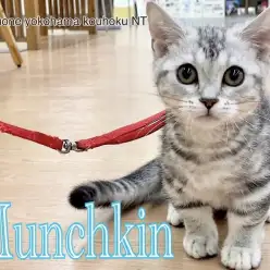 【 マンチカン 】2nd blog短足マンチカン君の店内散歩