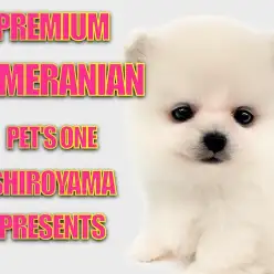 【 ポメラニアン 】 プレミアム認定！極上ポメラニアンがやってきた！