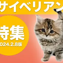 【 サイベリアン特集 】2/8現在在店中の全店舗のゴージャスニャンコをご紹介！