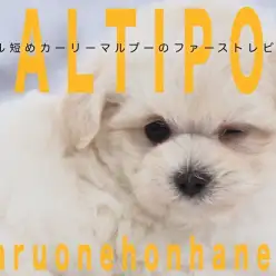 【 マルプー 】マズル短め！カーリヘア！白いハンバーガー顔のプリティーガール！