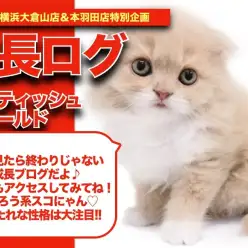 【 スコにゃんの成長アルバム 】ほんわかカラーのフクロウ系スコにゃんの成長記！