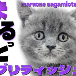 【 ブリティッシュショートヘア 】丸さが際立つ容姿でも運動が得意なギャップが良い