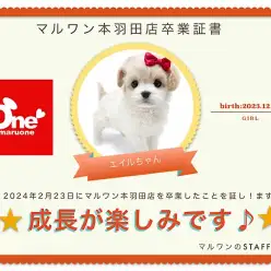 【 卒業記念 】エイルちゃん卒業おめでとう！今までの感謝を込めて〜卒業ブログ〜