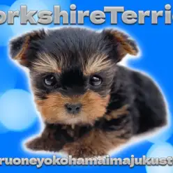 【 ヨークシャーテリア 】超短足のおっとりヨーキーは初心者必見のスーパーアイドル