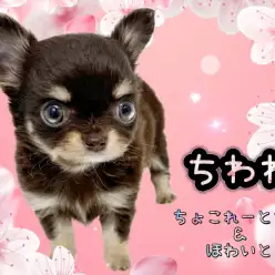 【 チワワ 】濃ゆいチョコタンホワイトの被毛を纏う可愛らしい小さめチワワちゃん!