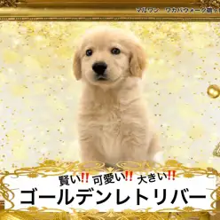 【 ゴールデンレトリバー 】動く抱きぐるみ再来！大人気大型犬種パピーちゃん
