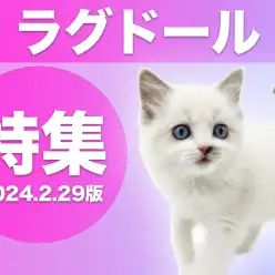 【 ラグドール特集 】2/29現在在店中の青い瞳の美猫ちゃんたちをご紹介！