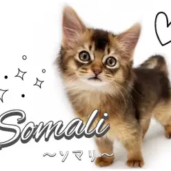 【 ソマリ 】美のカリスマ！最上級のルックスと癒しの性格を持つソマリちゃん