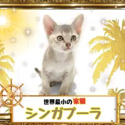 【 シンガプーラ 】甘えん坊忍者参上！世界最小ボディと特大の愛情！