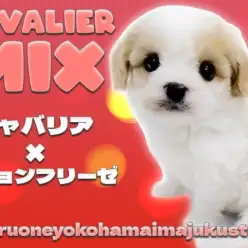 【 キャバション 】ブレナムスポットを持つ奇跡のスーパーレアMIXが聖地に登場!