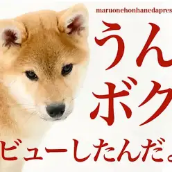 【 柴犬 】僕ね、お外の世界は楽しいことに気づいたよ！