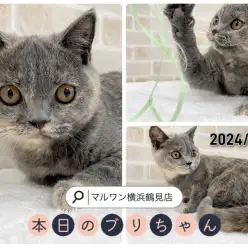 【 ブリティッシュショートヘア 】本日のブリちゃん！生後4ヶ月になったよ！