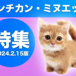 【 マンチカン・ミヌエット特集 】2/15現在在店中の短足ニャンコ！最新動画付き