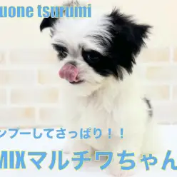 【 MIX 】2ndブログ!マルチワちゃんシャンプーに挑戦!!