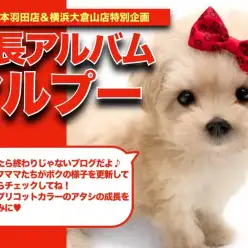 【 マルプー 】素敵なアプリカラーに包まれたプリティマルプーちゃんの成長日記