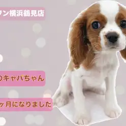 【 キャバリア・キングチャールズ・スパニエル 】生後3ヶ月!本日のキャバちゃん!