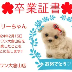 【 卒業証書 】シェリーちゃん卒業おめでとう！！スタッフママより愛を込めて！