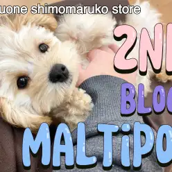 【 MIX 】ワクチン終了！お手入れ優秀！甘えん坊さんに成長中の2ndブログ