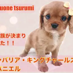 【 キャバリア・キングチャールズ・スパニエル 】お迎えお待ちしております!!