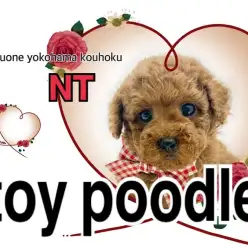 【 トイ・プードル 】悶絶級の可愛さ！濃いめのレッドカラーのパワフルガール