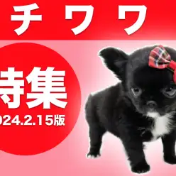 【 チワワ特集 】2/15現在在店中の世界最小犬をご紹介！最新の動画も大公開！