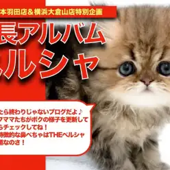 【 ペルシャ 】ほぼ2頭身ボディ!お顔ぺったんペルシャちゃんの可愛い成長日記