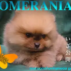 【 ポメラニアン 】マズル短めショートボディ！超オレンジプレミアムタヌキポメ登場