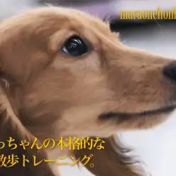 【 ミニチュアダックス】ワクチン終了！生後4ヶ月のだっちゃんのトレーニング記録！